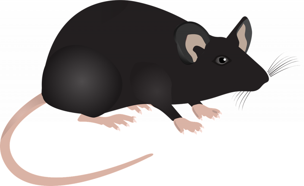 lab mouse, mouse, science-1471870.jpg