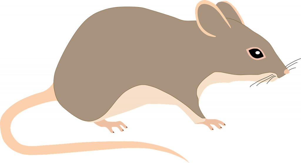 mouse, rat, rodent-5117776.jpg